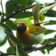 Guira Tanager