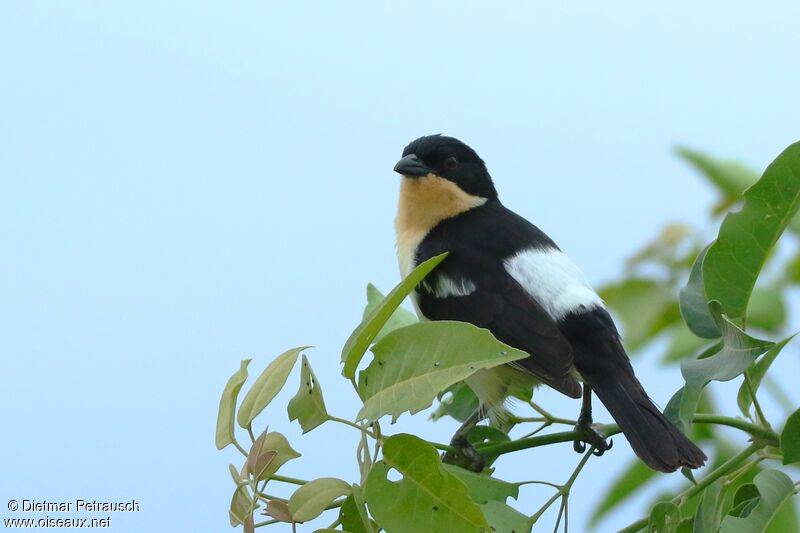 White-rumped Tanageradult