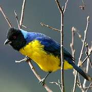 Hooded Mountain Tanager