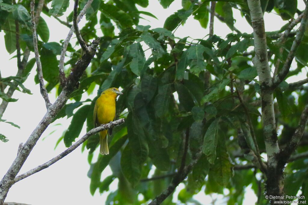 Red Tanager female adult