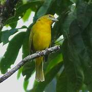 Red Tanager