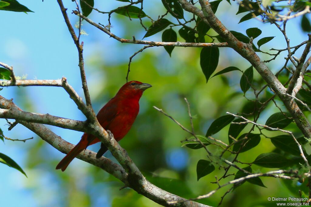 Red Tanager male adult