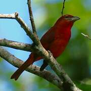 Red Tanager