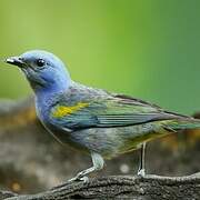 Golden-chevroned Tanager