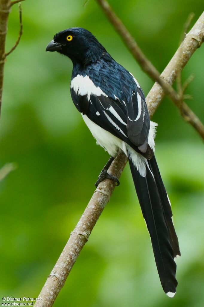 Magpie Tanageradult