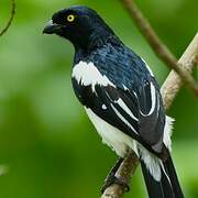 Magpie Tanager