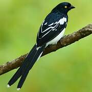 Magpie Tanager