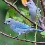 Sayaca Tanager