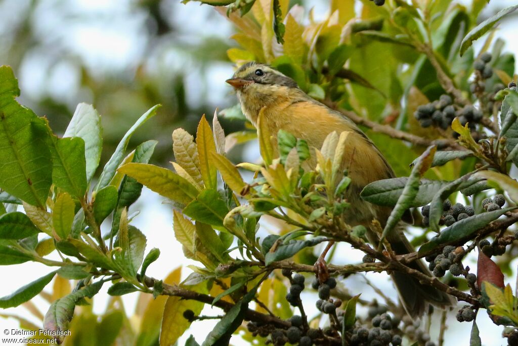 Three-striped Hemispingusadult