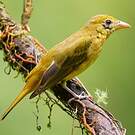 Tangara vermillon