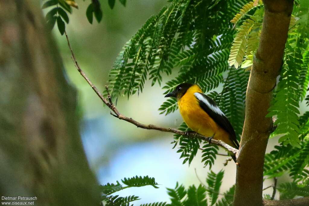 White-winged Shrike-Tanageradult