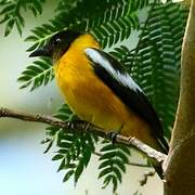 White-winged Shrike-Tanager