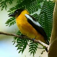 Tangara versicolore