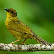 Olive-green Tanager