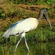 Wood Stork