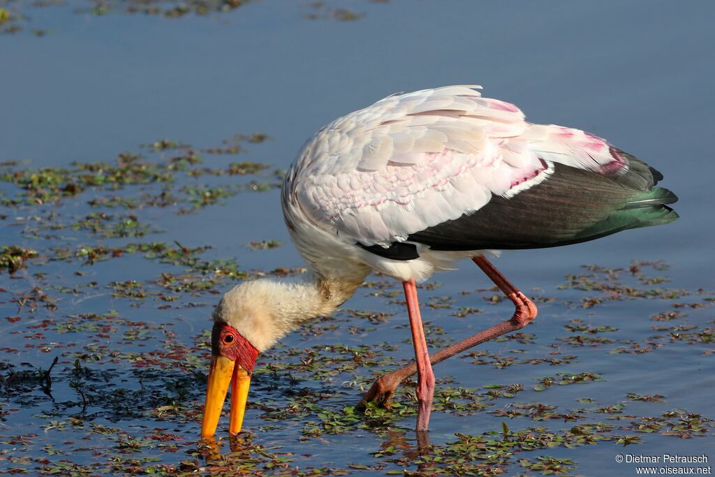 Yellow-billed Storkadult breeding