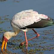 Yellow-billed Stork