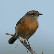 African Stonechat