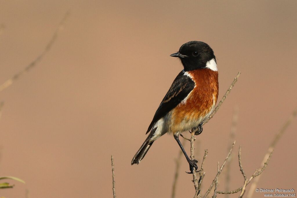 African Stonechat male adult