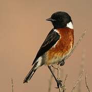 African Stonechat