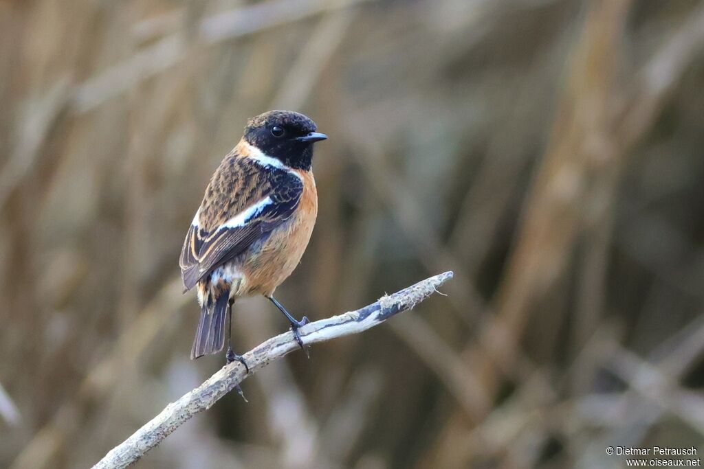 Tarier pâtre mâle adulte