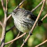 Tufted Tit-Tyrant