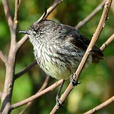 Taurillon mésange