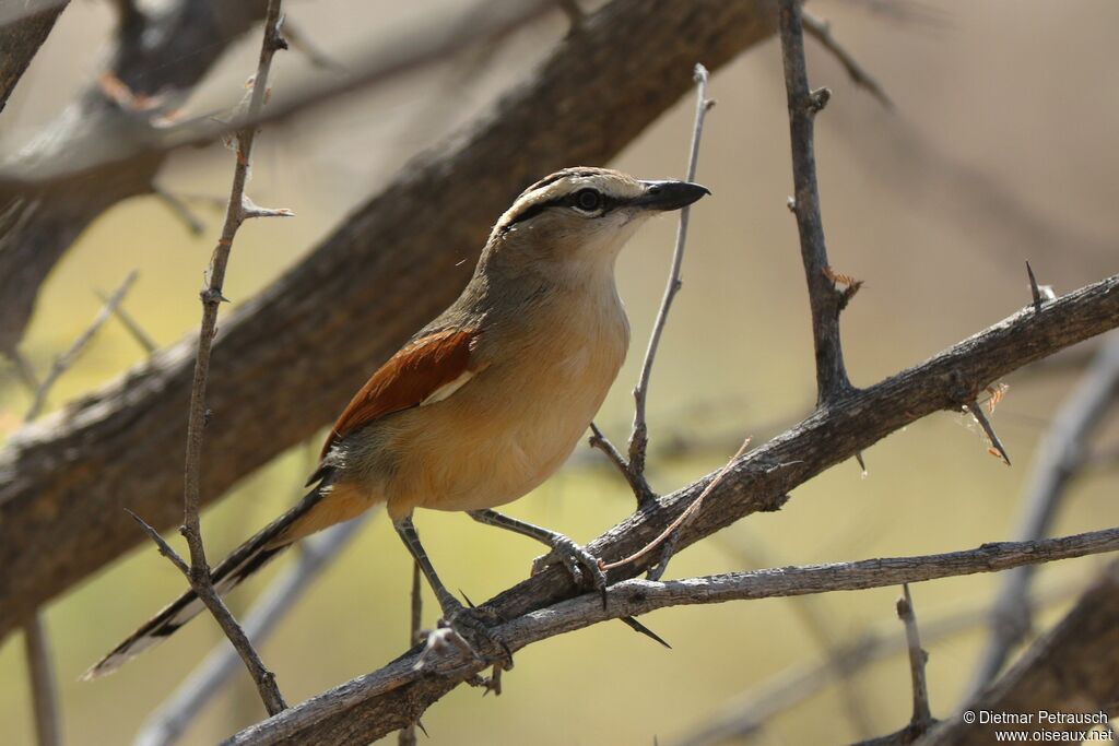 Brown-crowned Tchagraadult