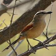 Brown-crowned Tchagra