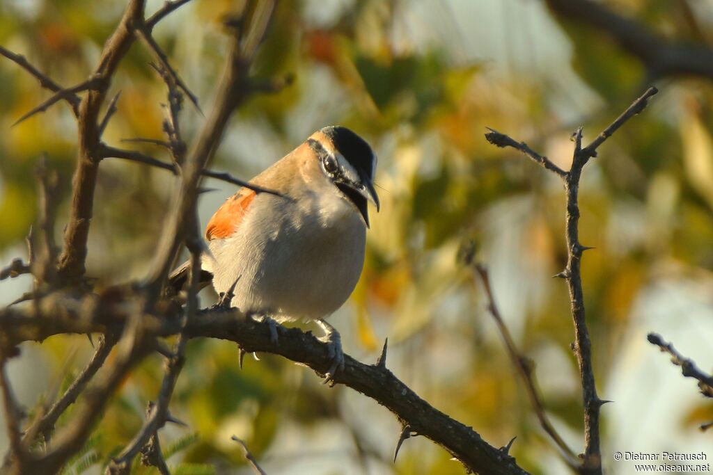 Black-crowned Tchagraadult