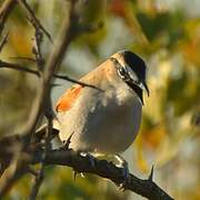 Black-crowned Tchagra