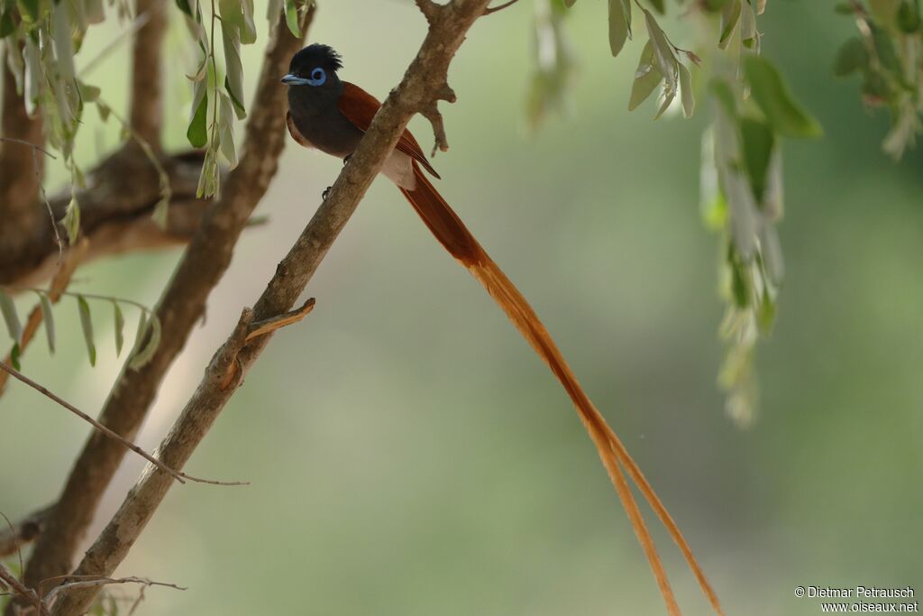 African Paradise Flycatcher male adult