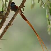 African Paradise Flycatcher