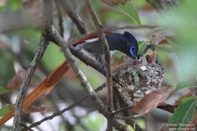 African Paradise Flycatcher male adult, Reproduction-nesting
