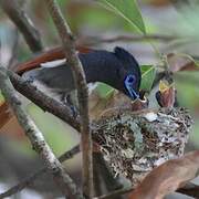 African Paradise Flycatcher