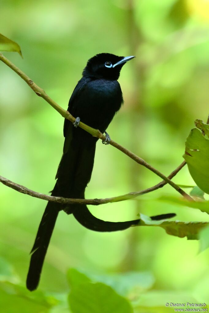 Seychelles Paradise Flycatcher male adult