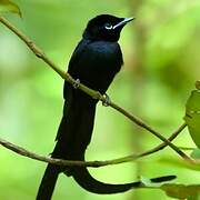 Seychelles Paradise Flycatcher