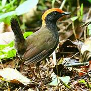 Rufous-capped Antthrush