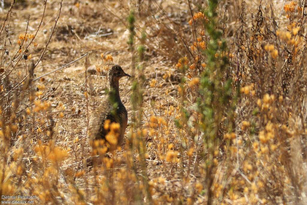 Tinamou huaycoadulte