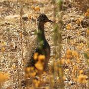 Huayco Tinamou