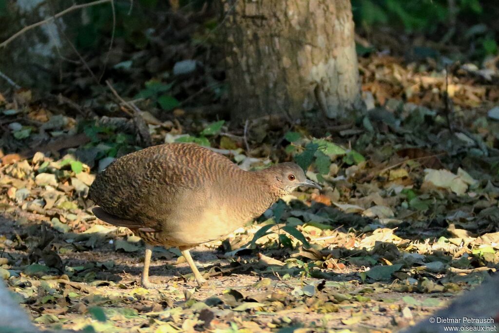 Tinamou vermiculéadulte, identification