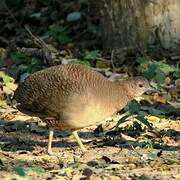 Undulated Tinamou