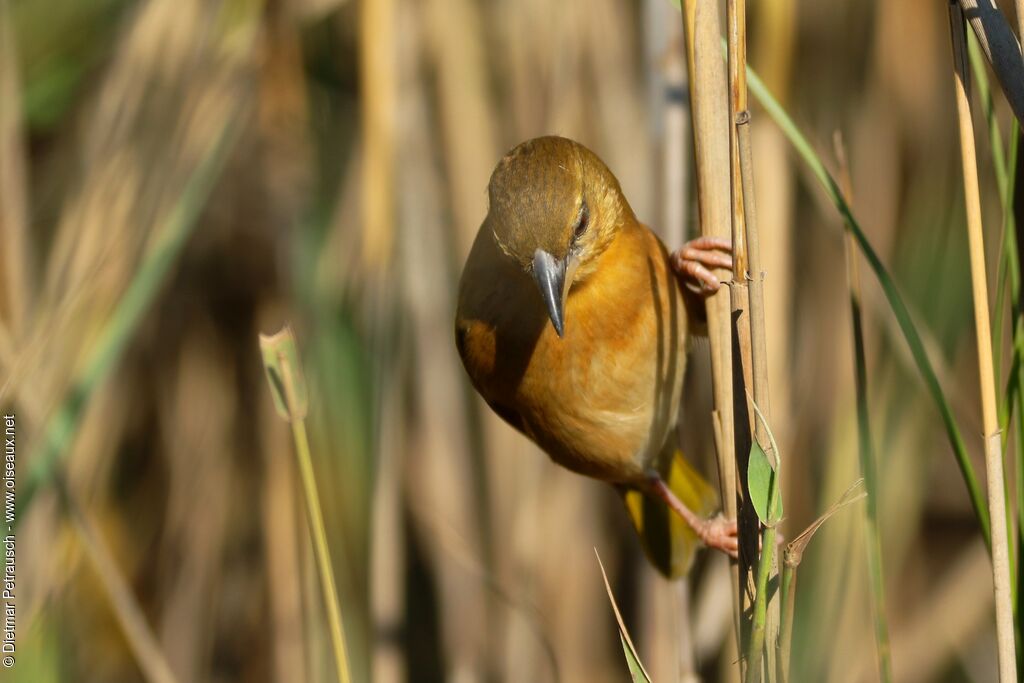 Southern Brown-throated Weaveradult