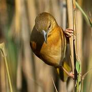 Southern Brown-throated Weaver