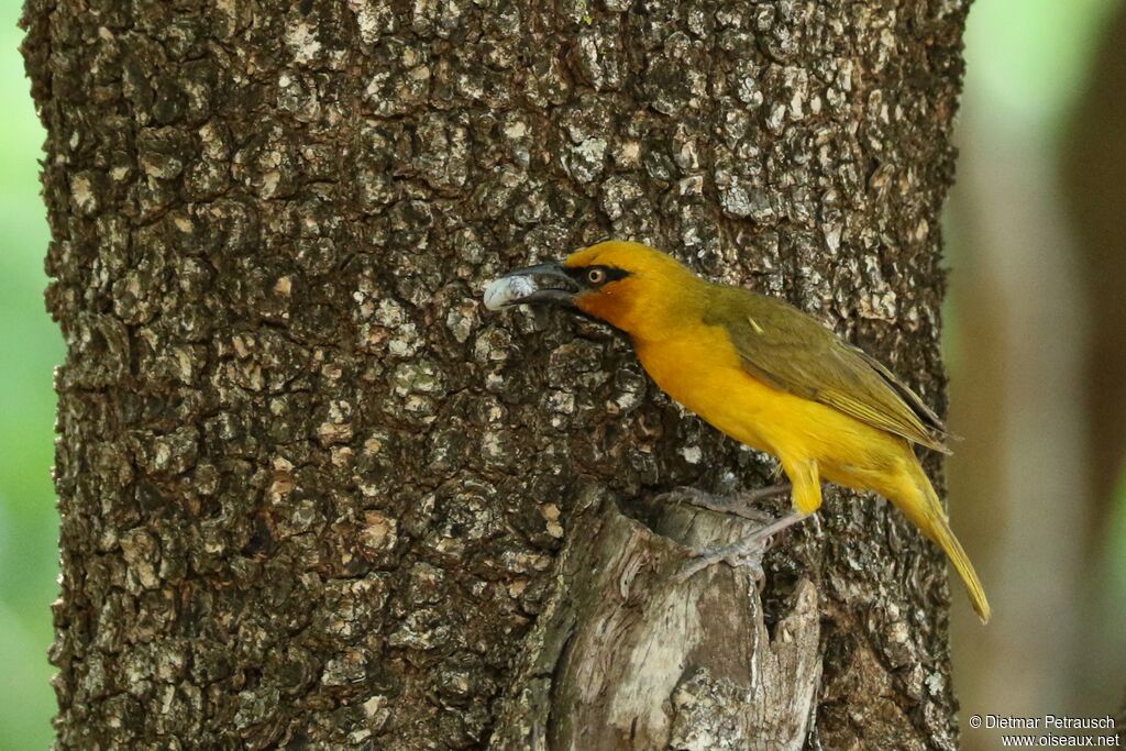 Spectacled Weaveradult, eats