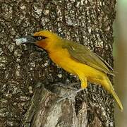 Spectacled Weaver