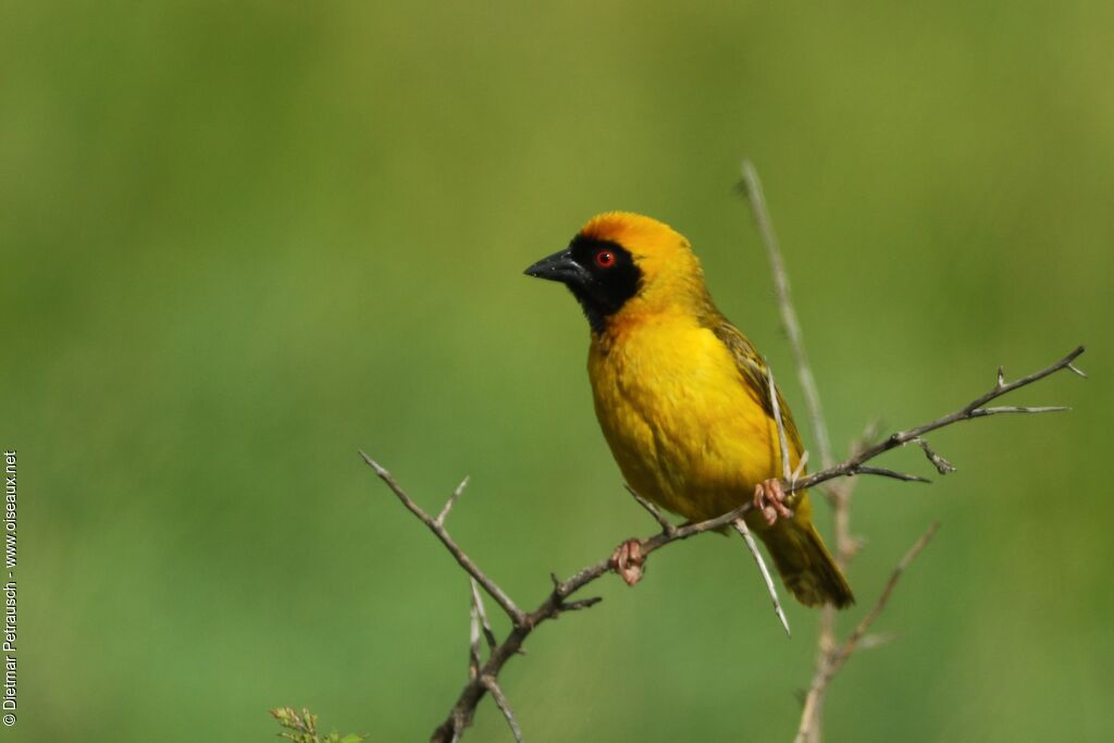 Southern Masked Weaver male adult