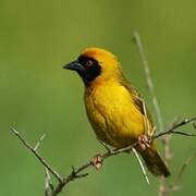 Southern Masked Weaver