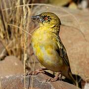 Southern Masked Weaver