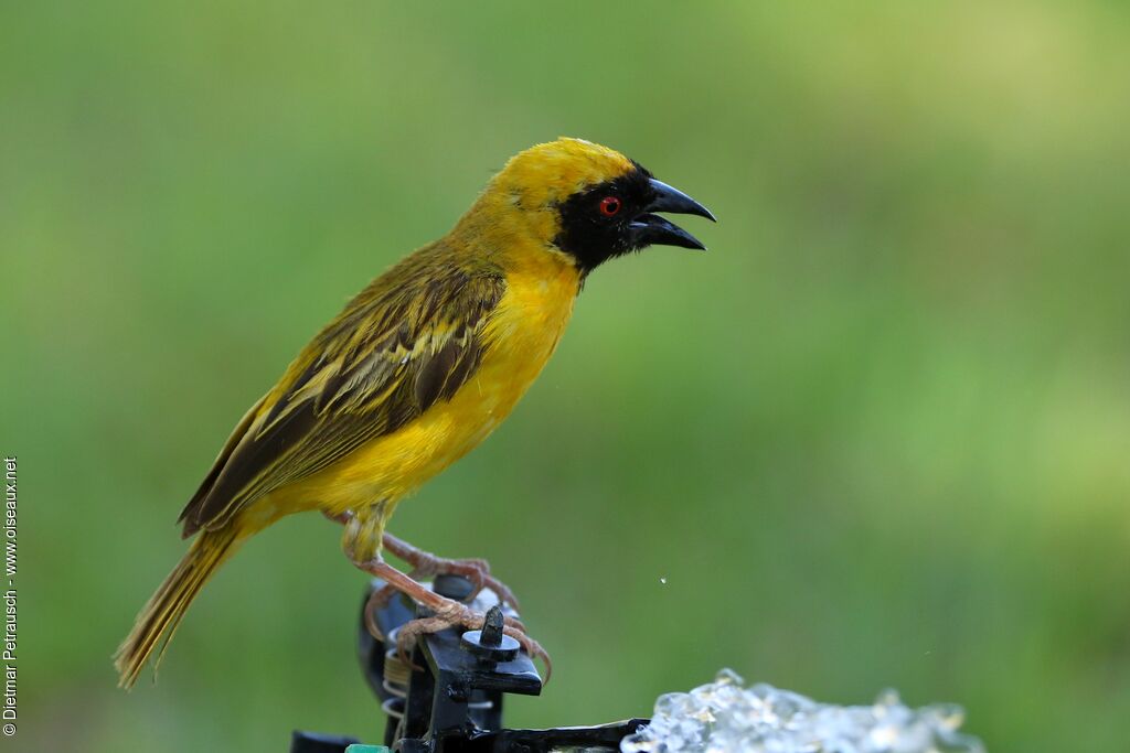 Southern Masked Weaver male adult